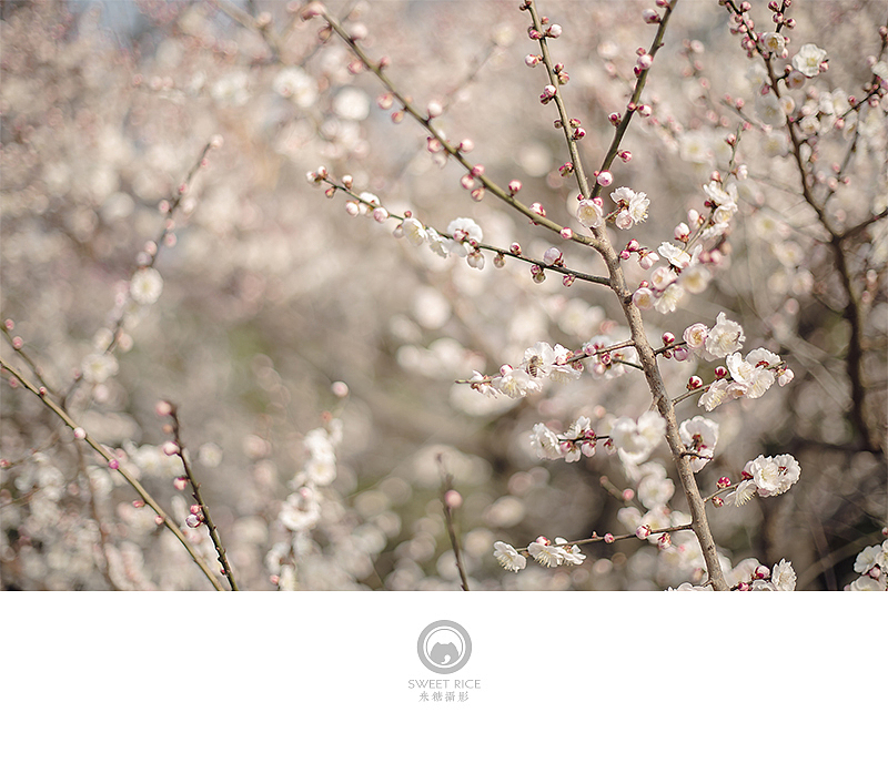 梅语季（图ZNDMxMTQ3NzI=） - 人像摄影 - 站酷设计师挂糖原创素材 - 站酷ZCOOL