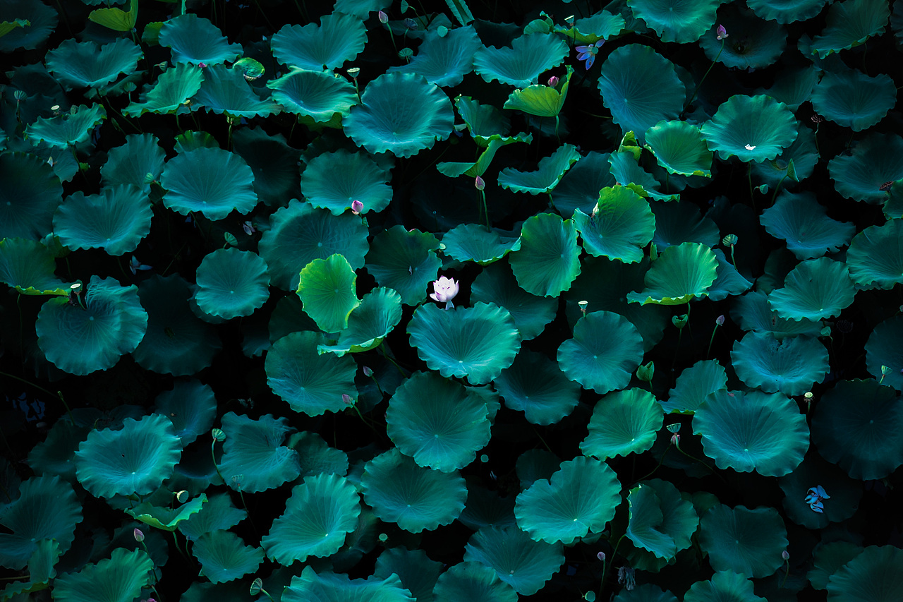 荷花一朵朵一朵朵朵