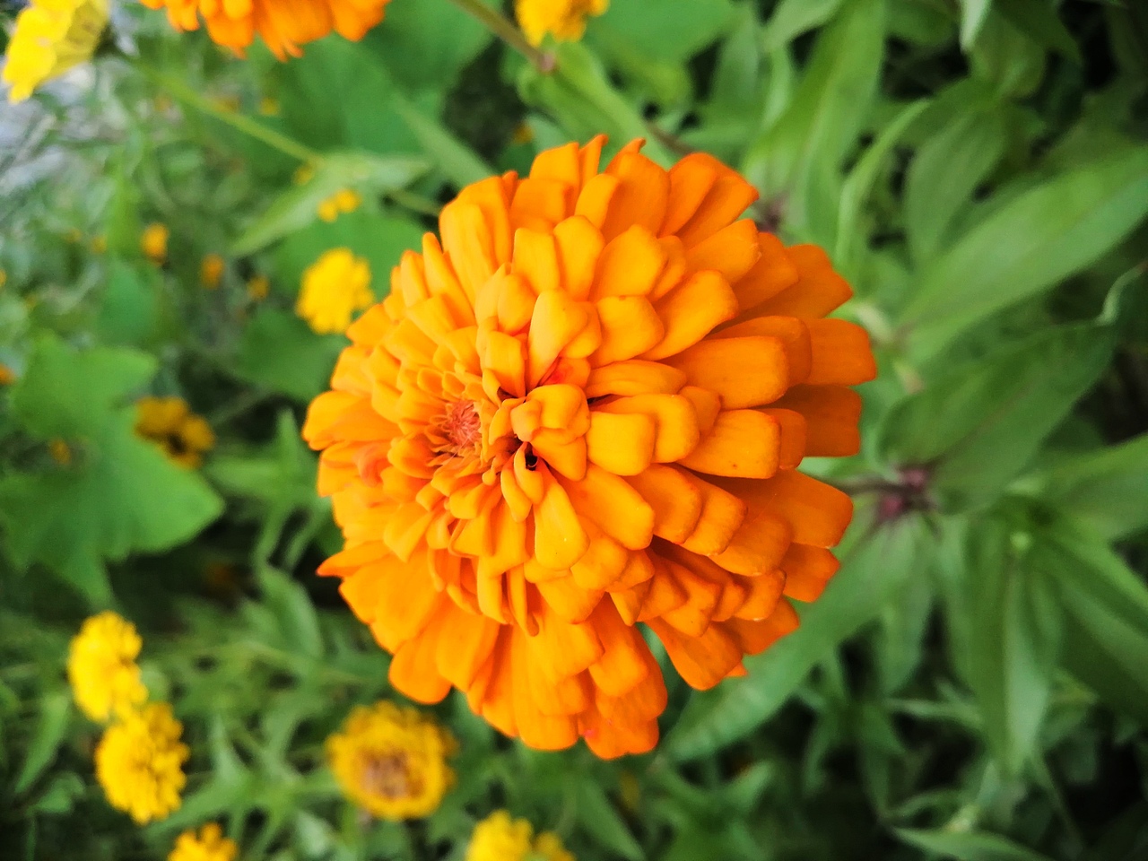 趁着空闲拍了(百日菊)形状和颜色一共有十几种