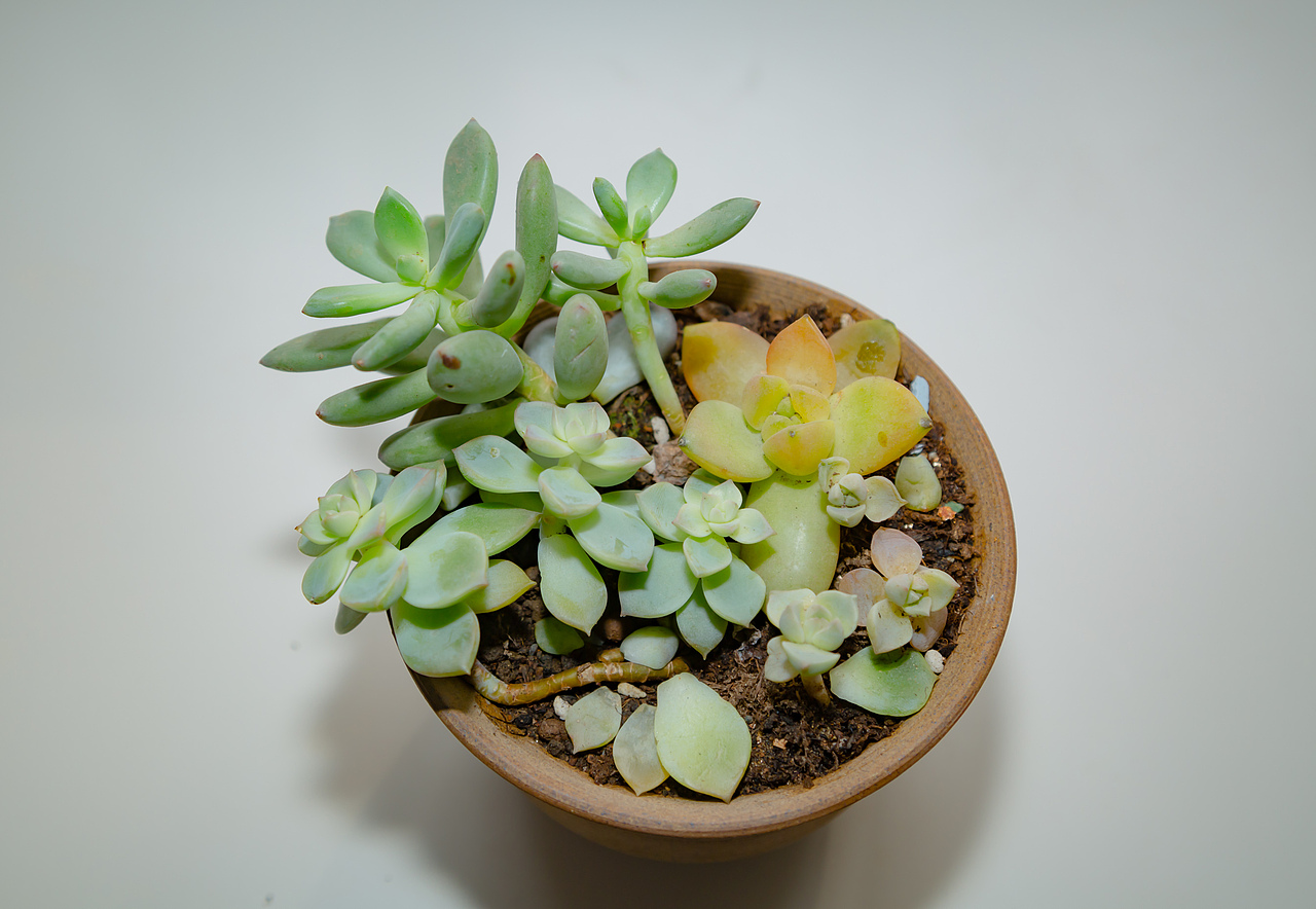 可爱的多肉植物