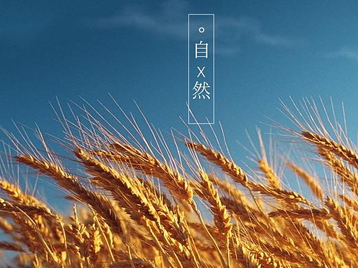 农家家的一款面条详情设计