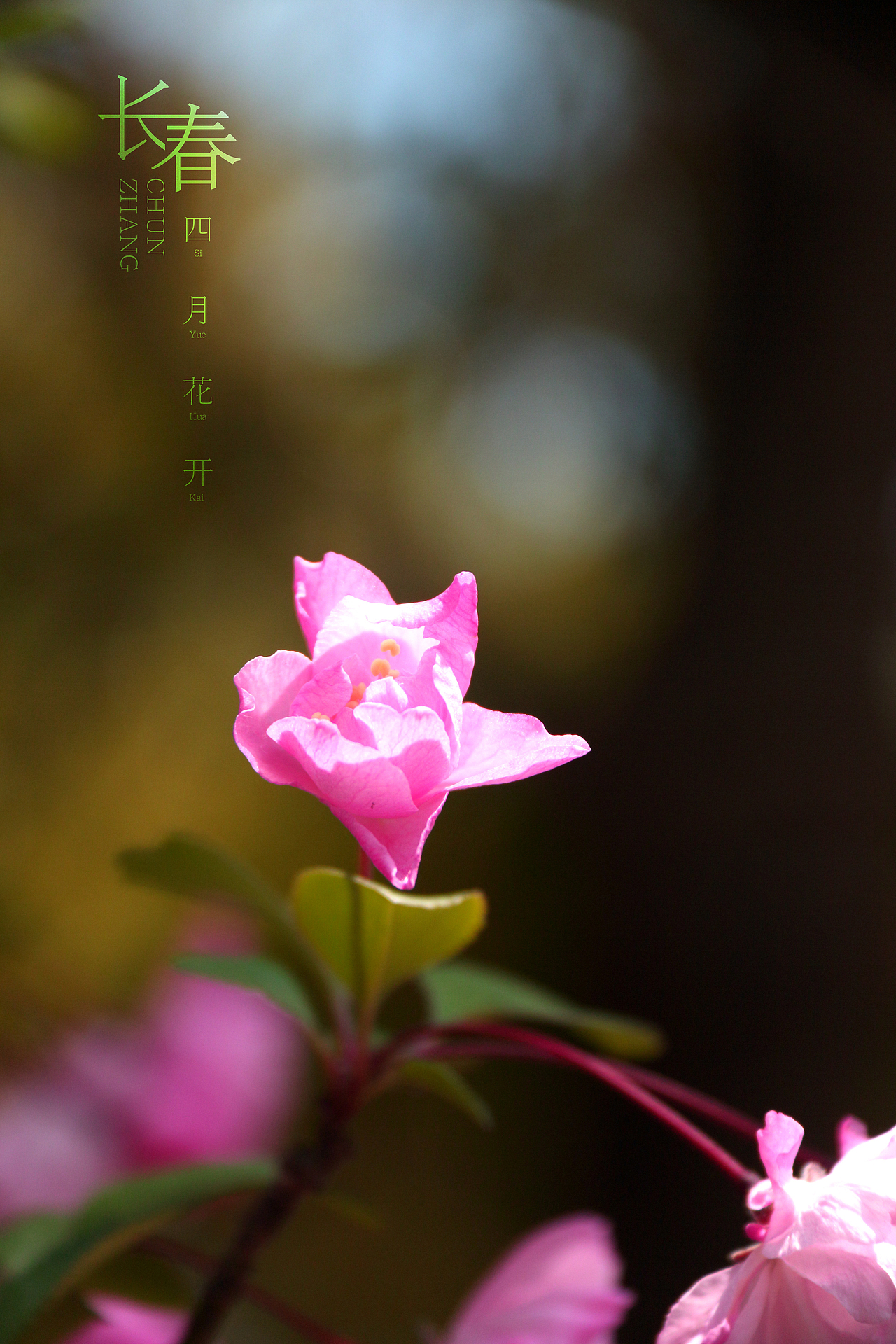 春花儿（图ZNzU2MzQ2NzY=） - 产品摄影 - 站酷设计师马鹏原创素材 - 站酷ZCOOL