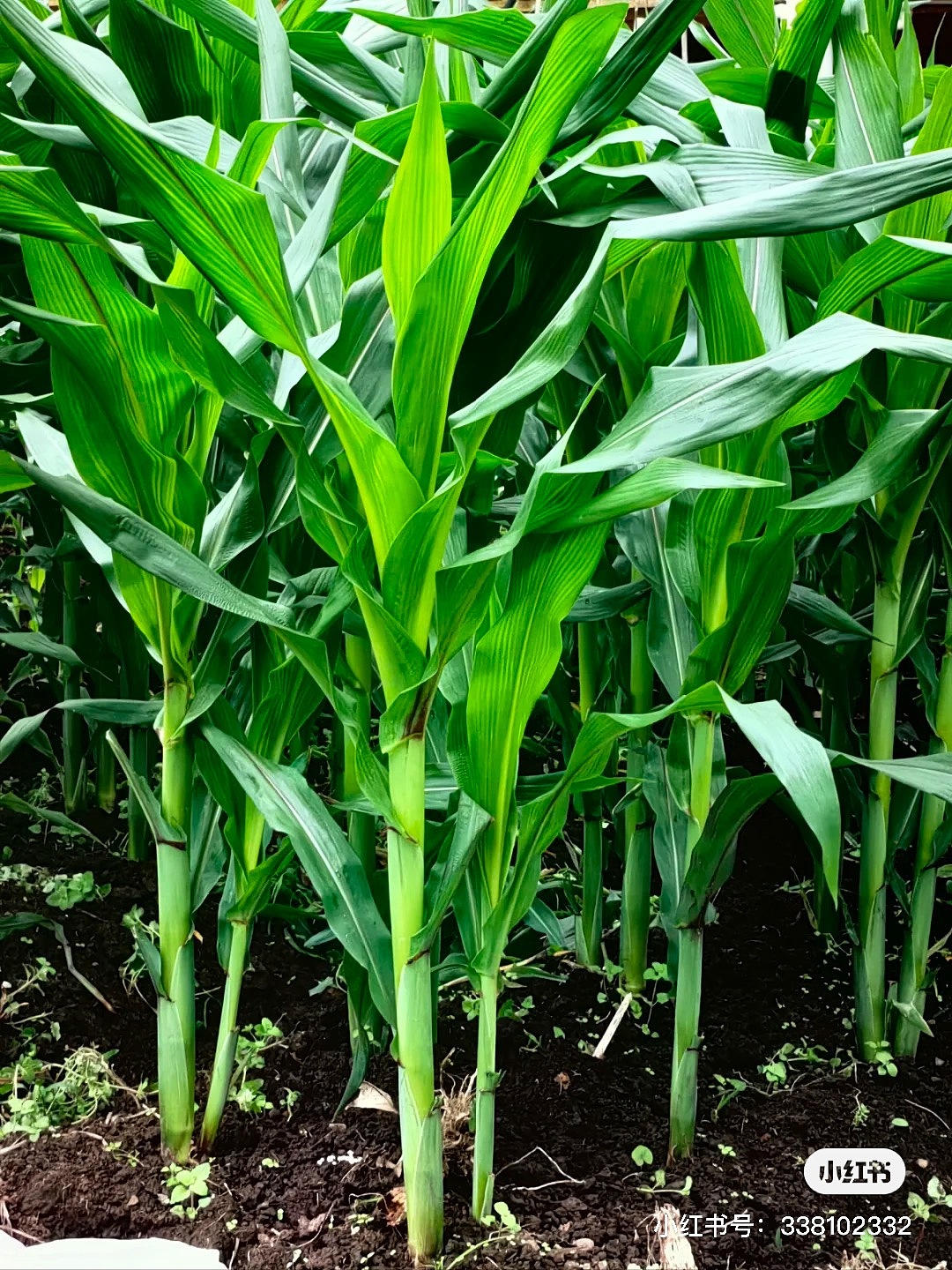等雨/龙猫与小女孩