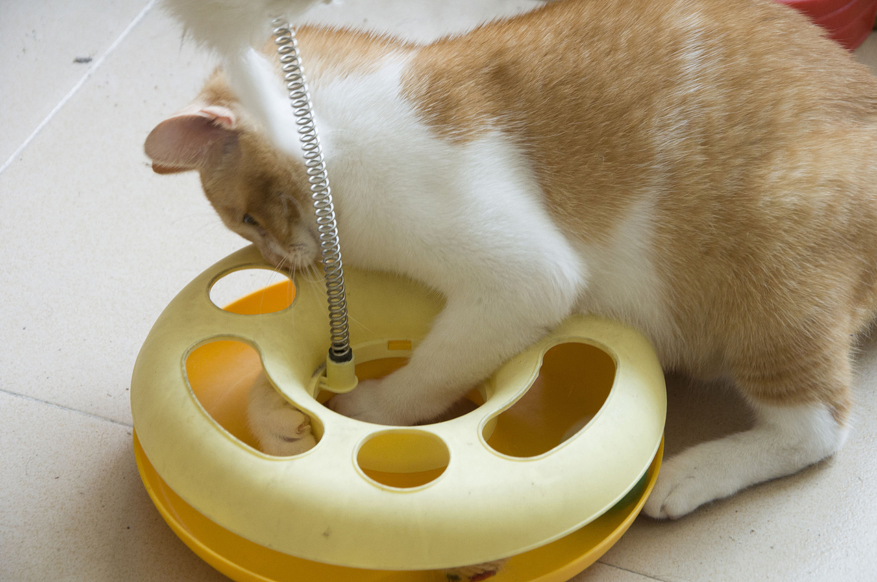 我家喵小奇。O(∩_∩)O哈哈~