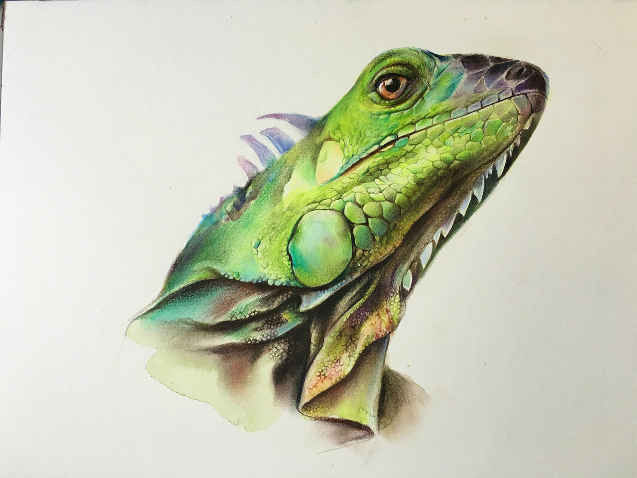 monkey王俊宇 彩铅手绘蜥蜴