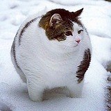 猿yuan的头像