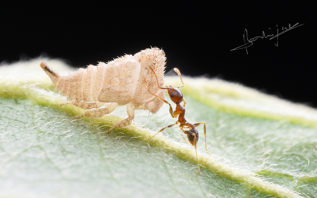 宽结大头蚁工蚁