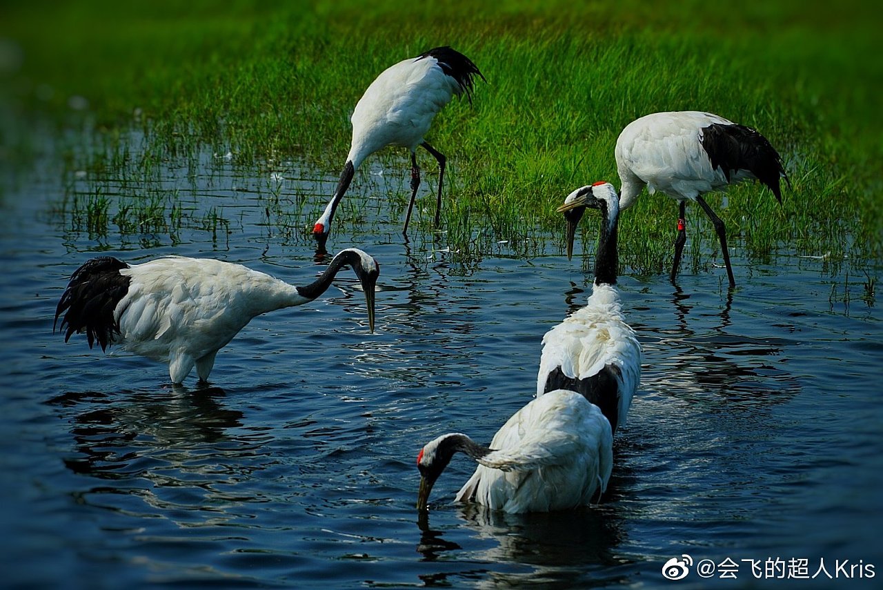 视频|丹顶鹤首现北京延庆 系国家一级重点保护野生动物-千龙网·中国首都网