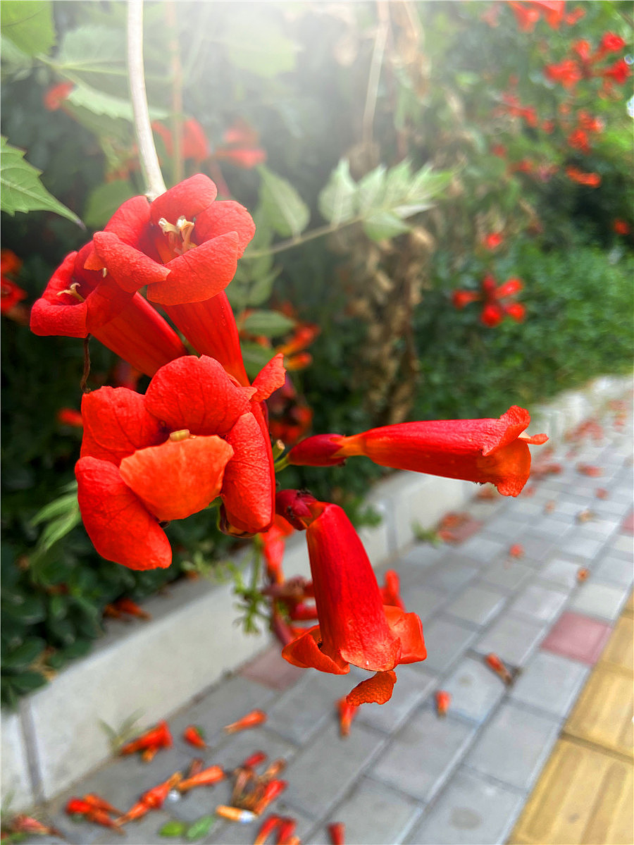 刘勇良手机纪实摄影:凌霄花开红艳艳