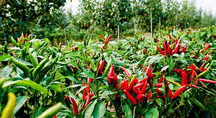 钦州哪有脆皮手撕鸡培训班-红松叶-策名就列SHA