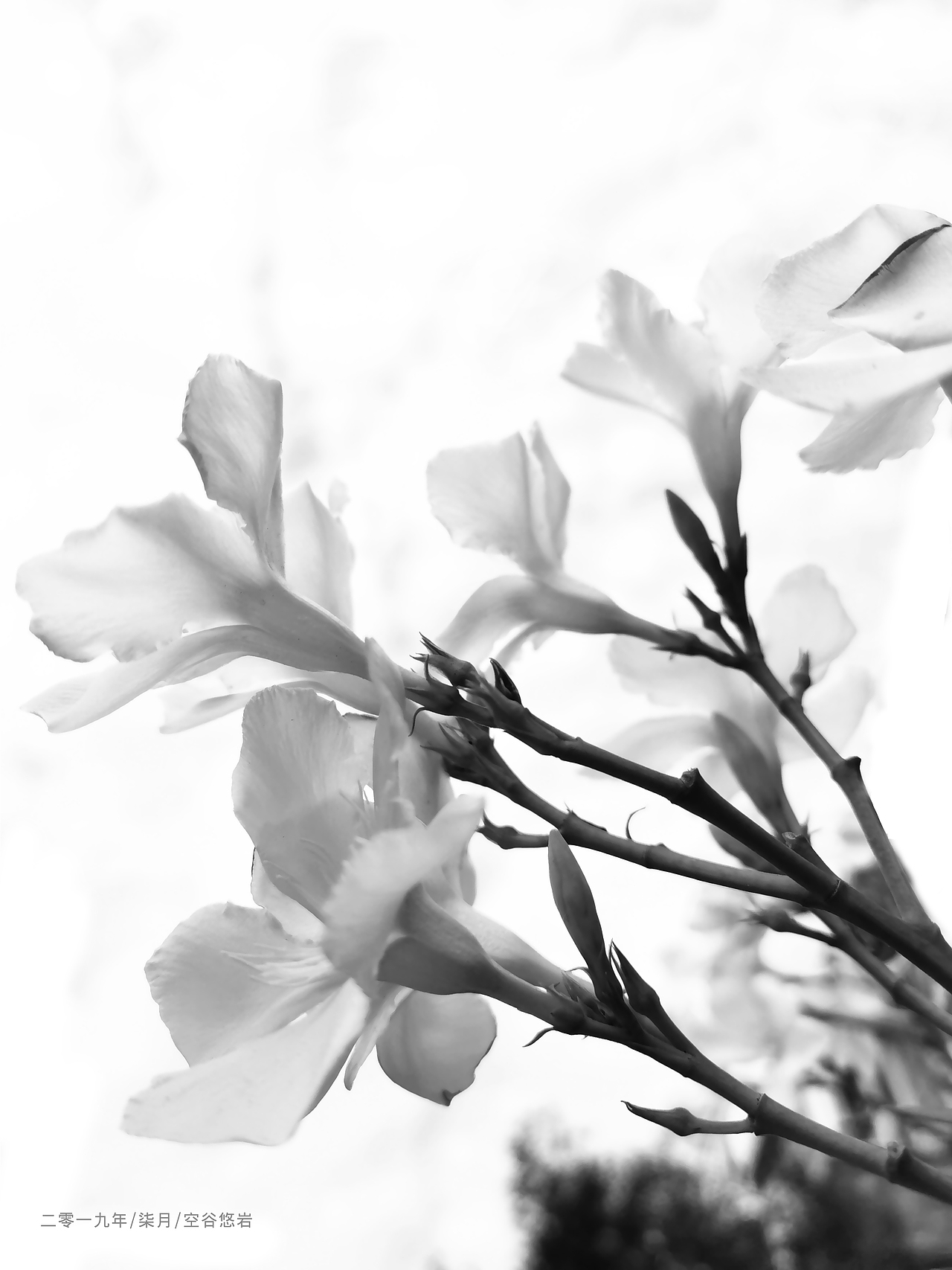 花非花,梦非梦