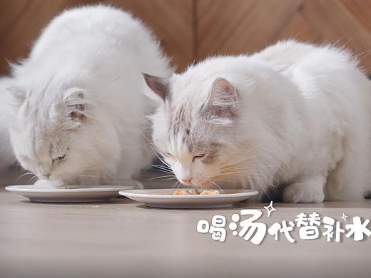 宠物食品之麦富迪猫汤