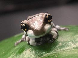 牛奶蛙·旺仔蛙·