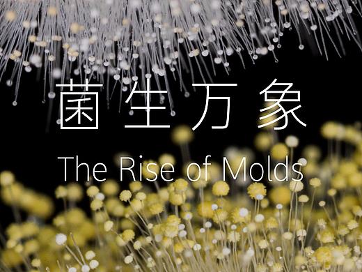 超越视觉丨菌生万象