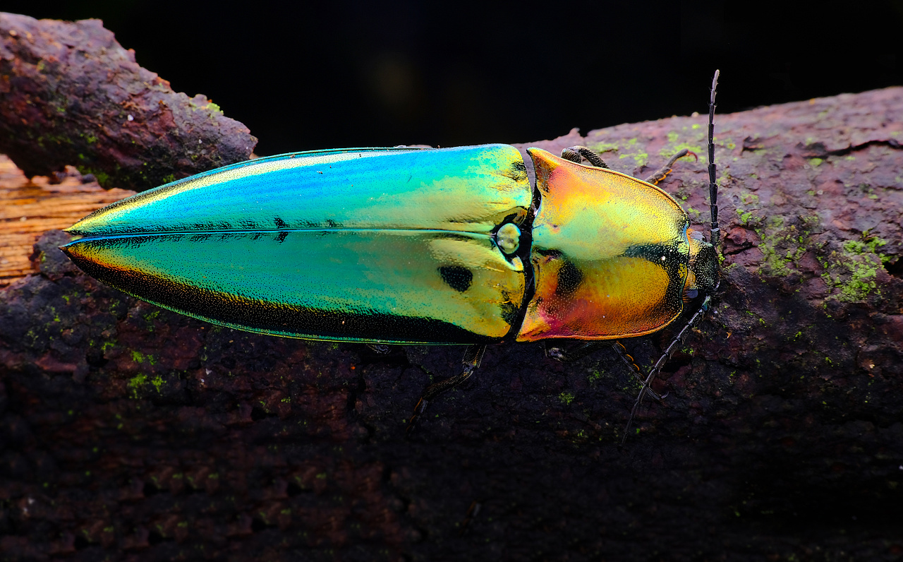 色彩斑斓的小生命-带您欣赏微观之旅