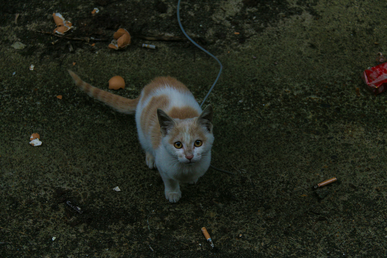 流浪猫（图ZNjMxNDQyMjg=） - 宠物摄影 - 站酷设计师阳先森原创素材 - 站酷ZCOOL