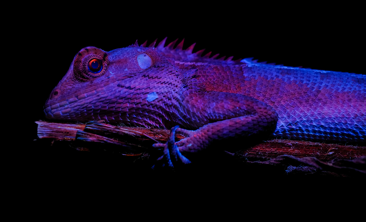 荧光紫外生态微距摄影-瓜哥带你寻找不一样的色彩（图ZMjI4MTExOTQw） - 风光摄影 - 站酷设计师瓜哥微距摄影原创素材 - 站酷ZCOOL