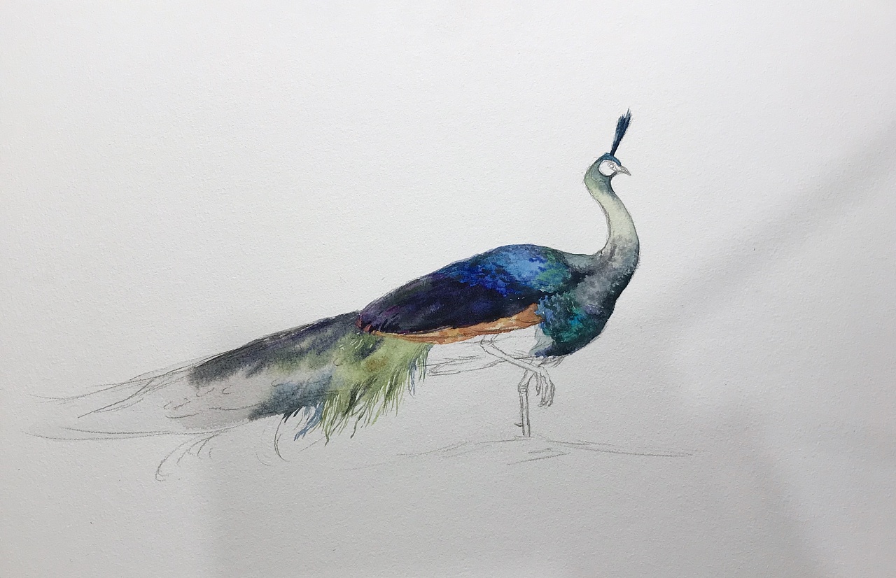 绿孔雀纪梵水彩