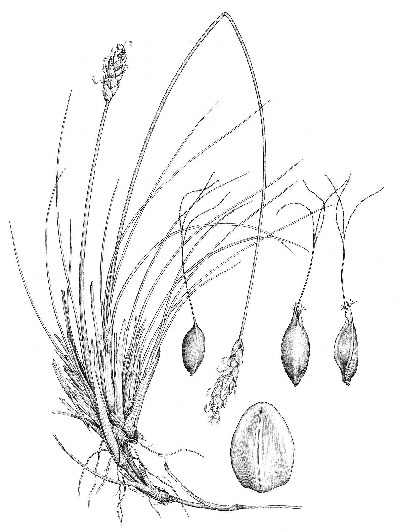 Flora of Pan-Himalaya Vol.12(2) Carex sargentiana（图ZMjgxMzA5MDM2） - 绘画 - 站酷设计师寻山追水原创素材 - 站酷ZCOOL