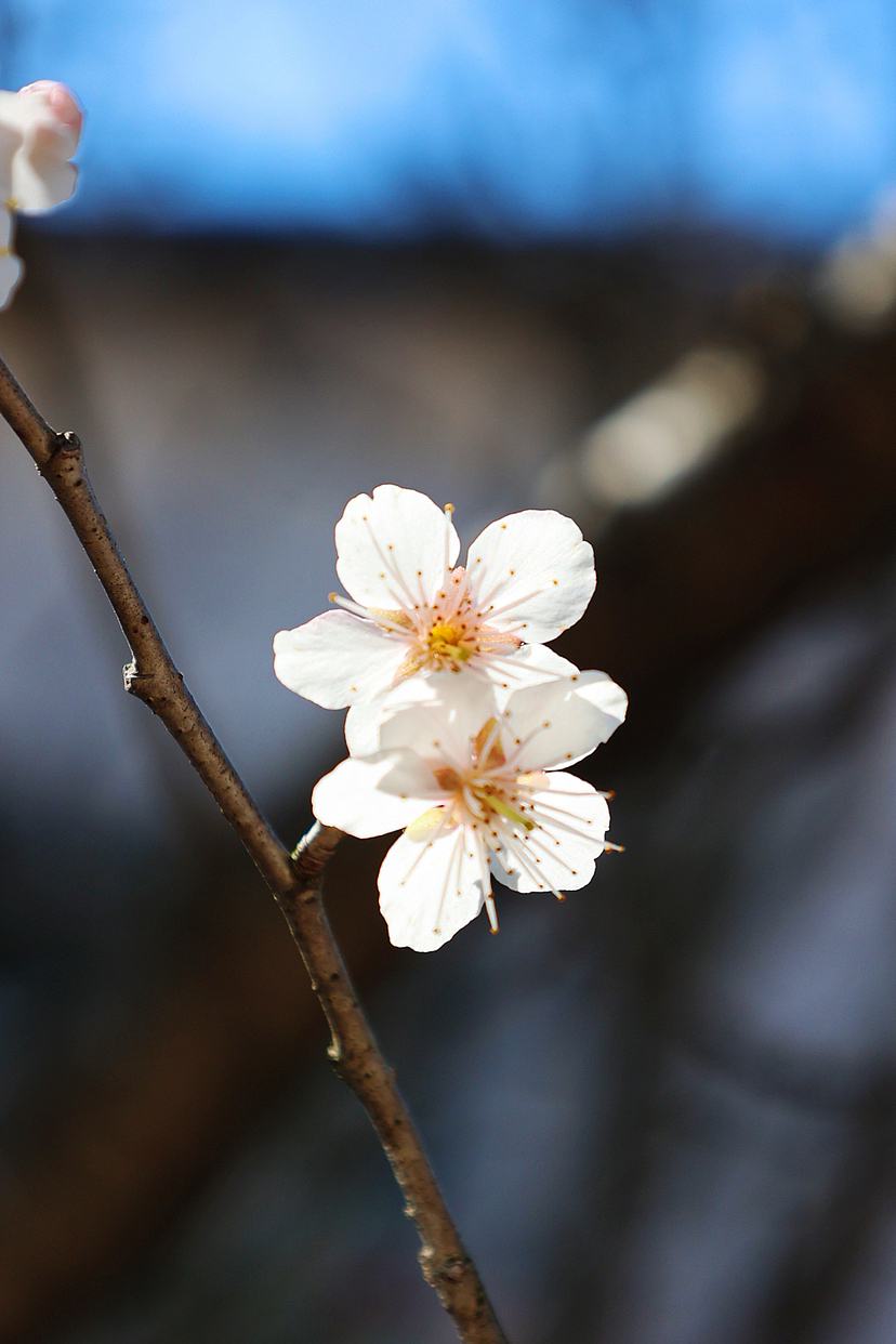 攝影.春日櫻桃花開（圖ZMzMyMjEwODA4） - 風(fēng)光攝影 - 站酷設(shè)計(jì)師海天旖原創(chuàng)素材 - 站酷ZCOOL