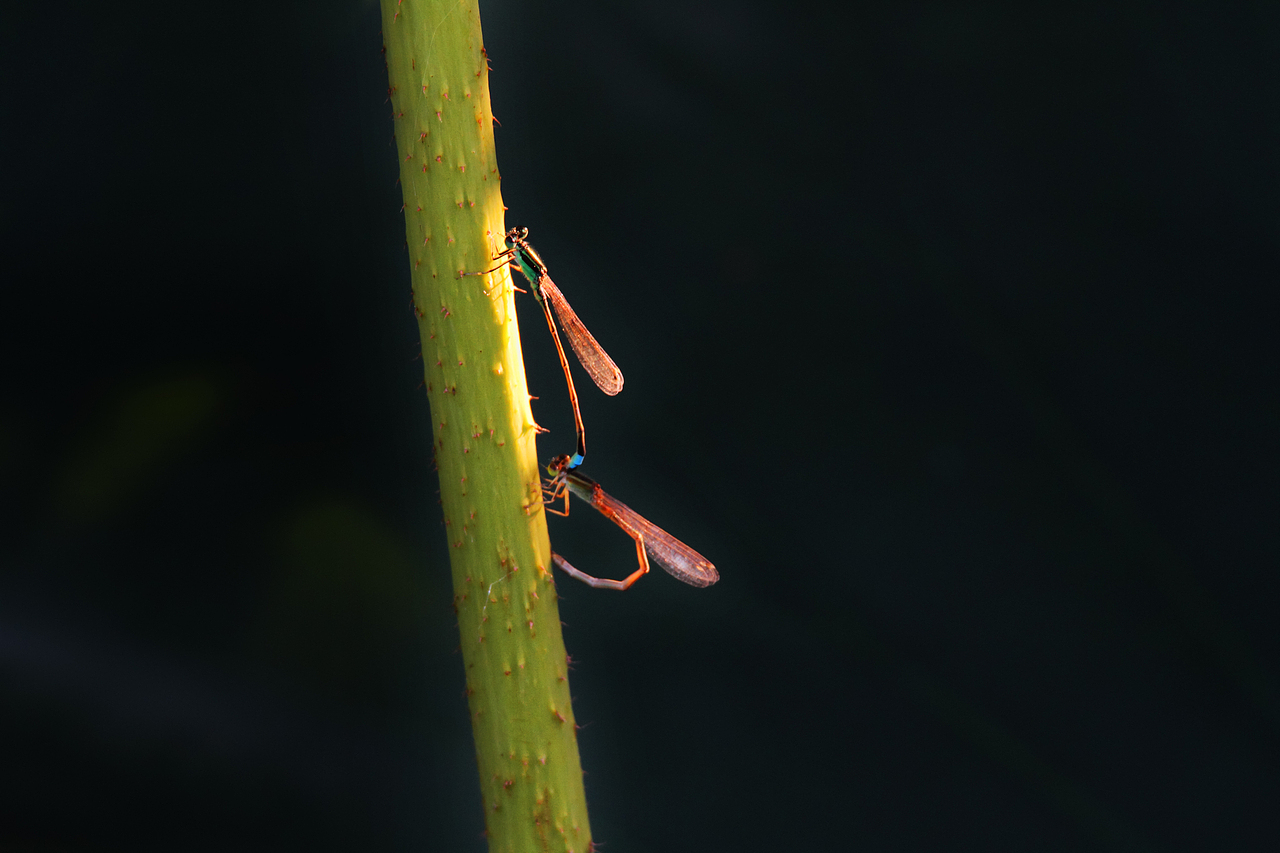 荷塘中的小精灵