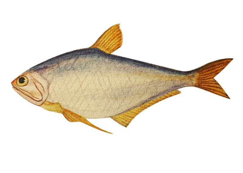 水彩手绘一发 2015.4（图ZNDQ0MjU5MDg=） - 创作习作 - 站酷设计师阿石原创素材 - 站酷ZCOOL