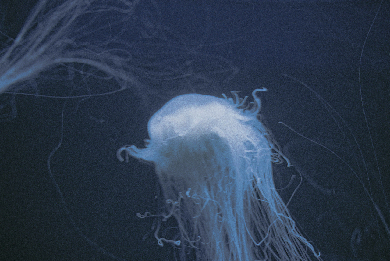 Fall in blue.（圖ZMTQ4NjU5NDUy） - 人像攝影 - 站酷設(shè)計(jì)師hi椰樹原創(chuàng)素材 - 站酷ZCOOL