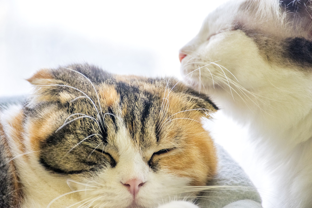 猫咪摄影（图ZODE1MzAwODQ=） - 宠物摄影 - 站酷设计师su北原创素材 - 站酷ZCOOL