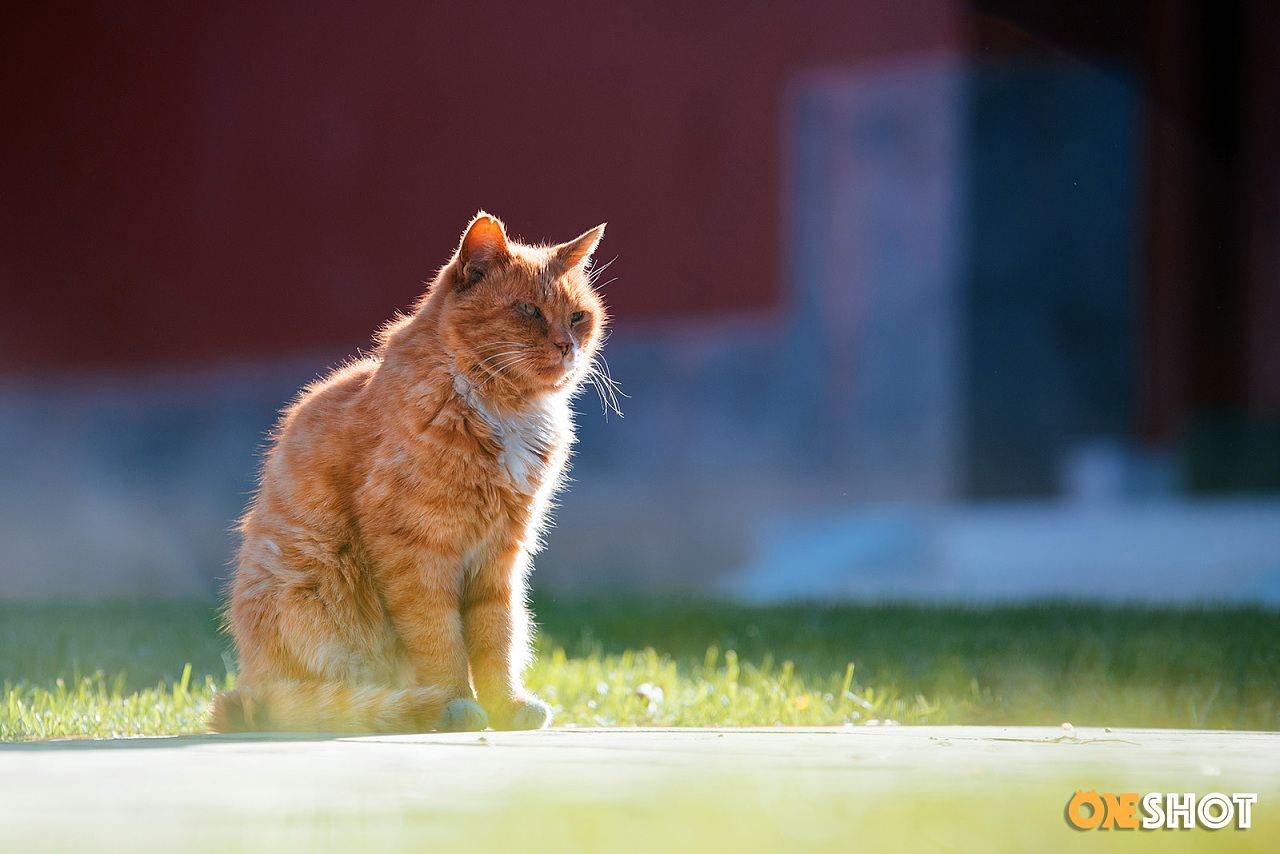 故宫猫丨纪念白点儿|摄影|宠物摄影|wildkay - 原创作品 - 站酷