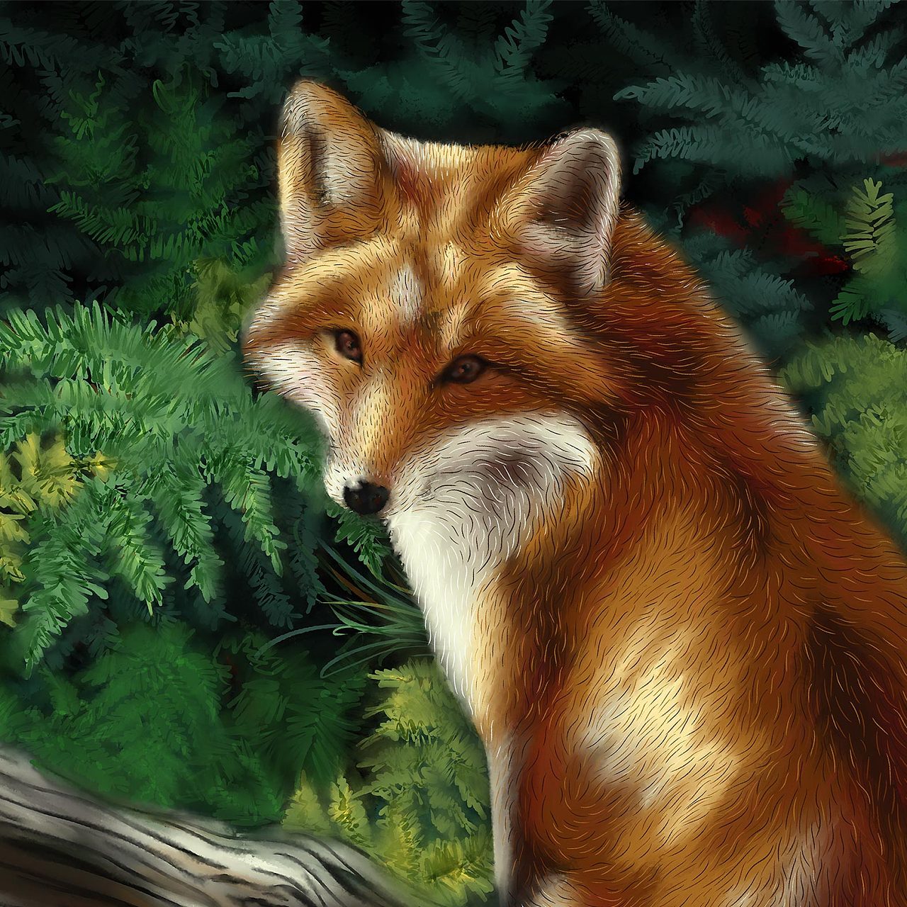 狐狸 arctic fox壁纸【10】狐狸壁纸图片_桌面壁纸图片_壁纸下载-元气壁纸