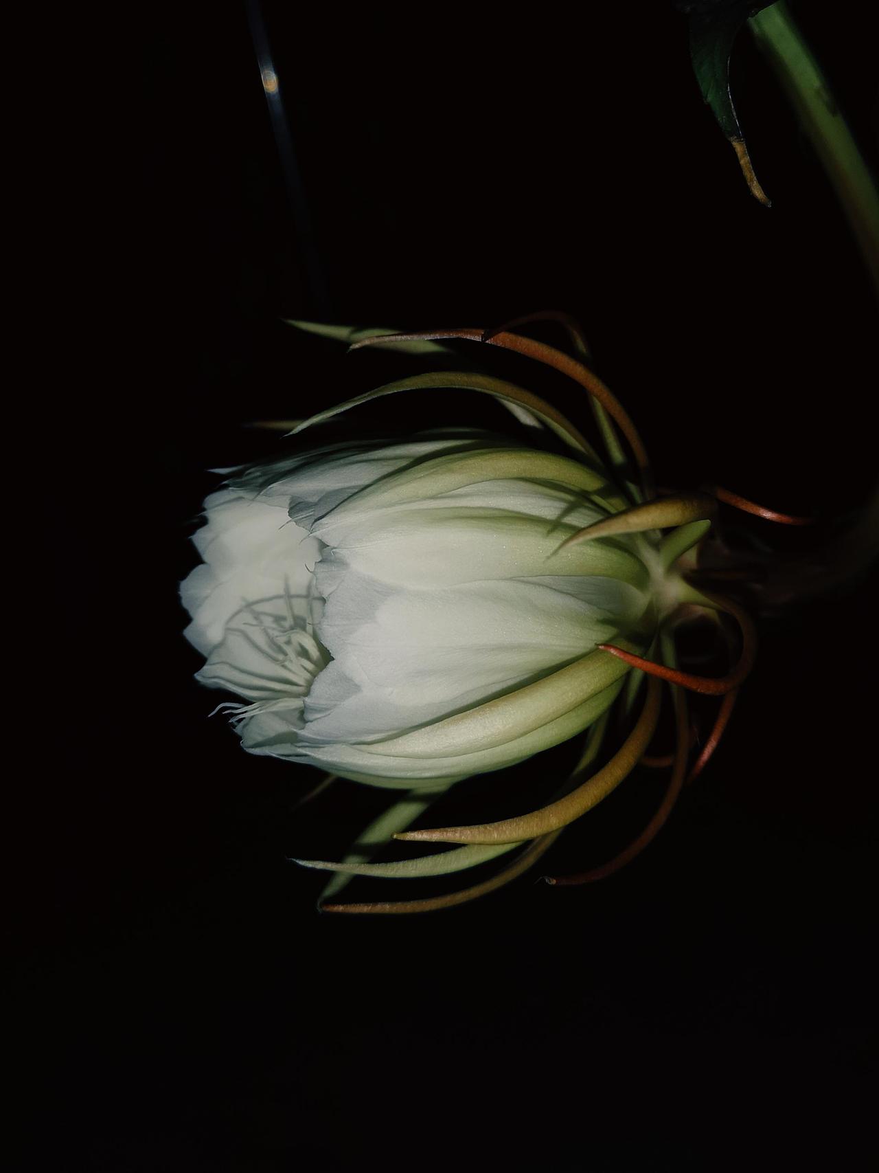 昙花|仲夏夜之梦