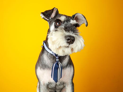 一只又叫糖豆的火鍋（個人主頁-ZMjc2ODY3MjQ=） - 寵物攝影 - 站酷設計師李屹倬原創(chuàng)素材 - 站酷ZCOOL