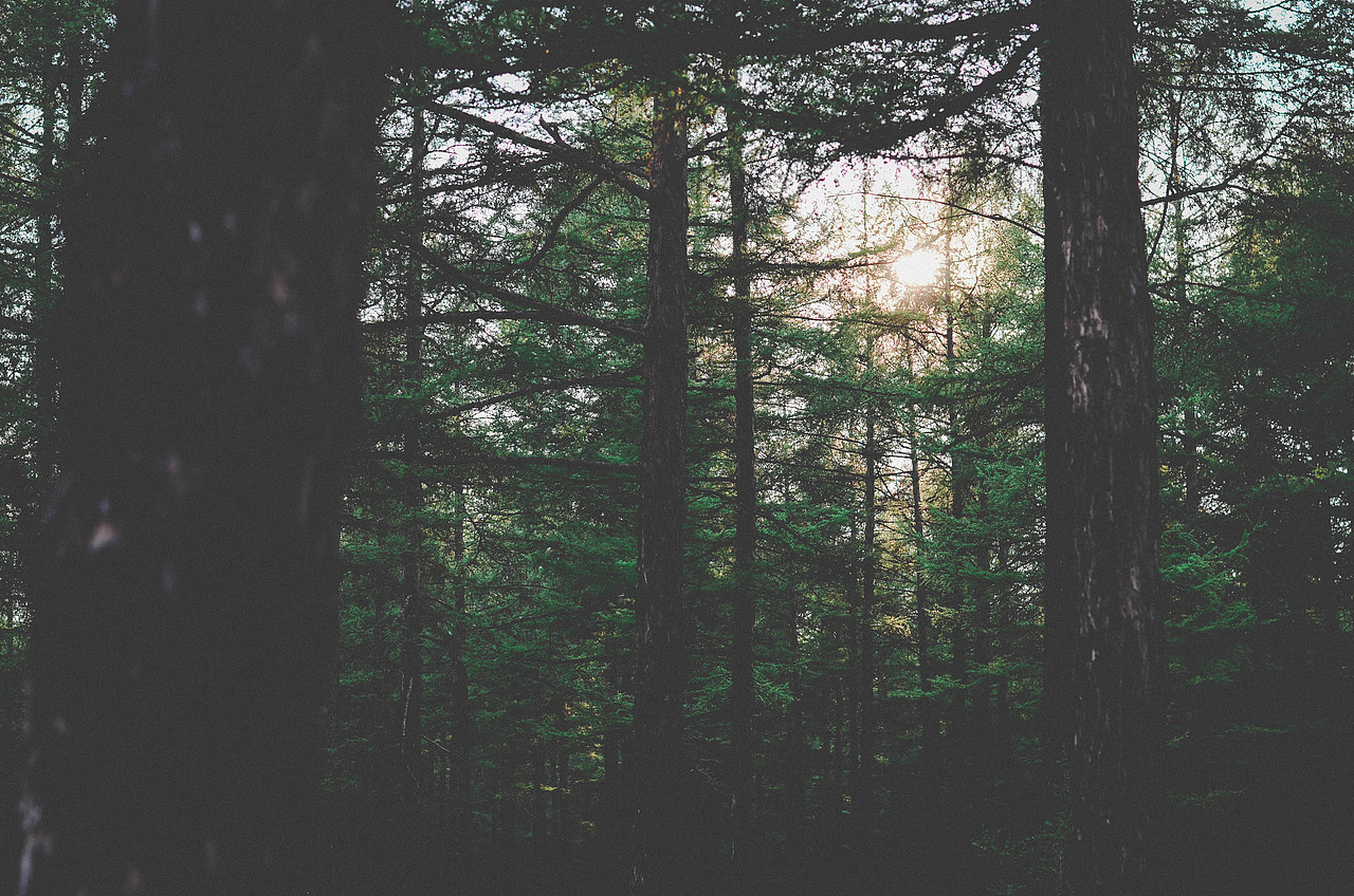 下山,太阳出来了,路过一片树林