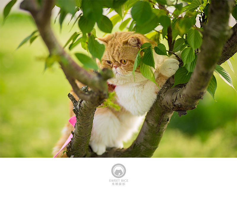 加菲阿宝和乱入的东西（图ZNDY1NjQ1MjA=） - 宠物摄影 - 站酷设计师挂糖原创素材 - 站酷ZCOOL