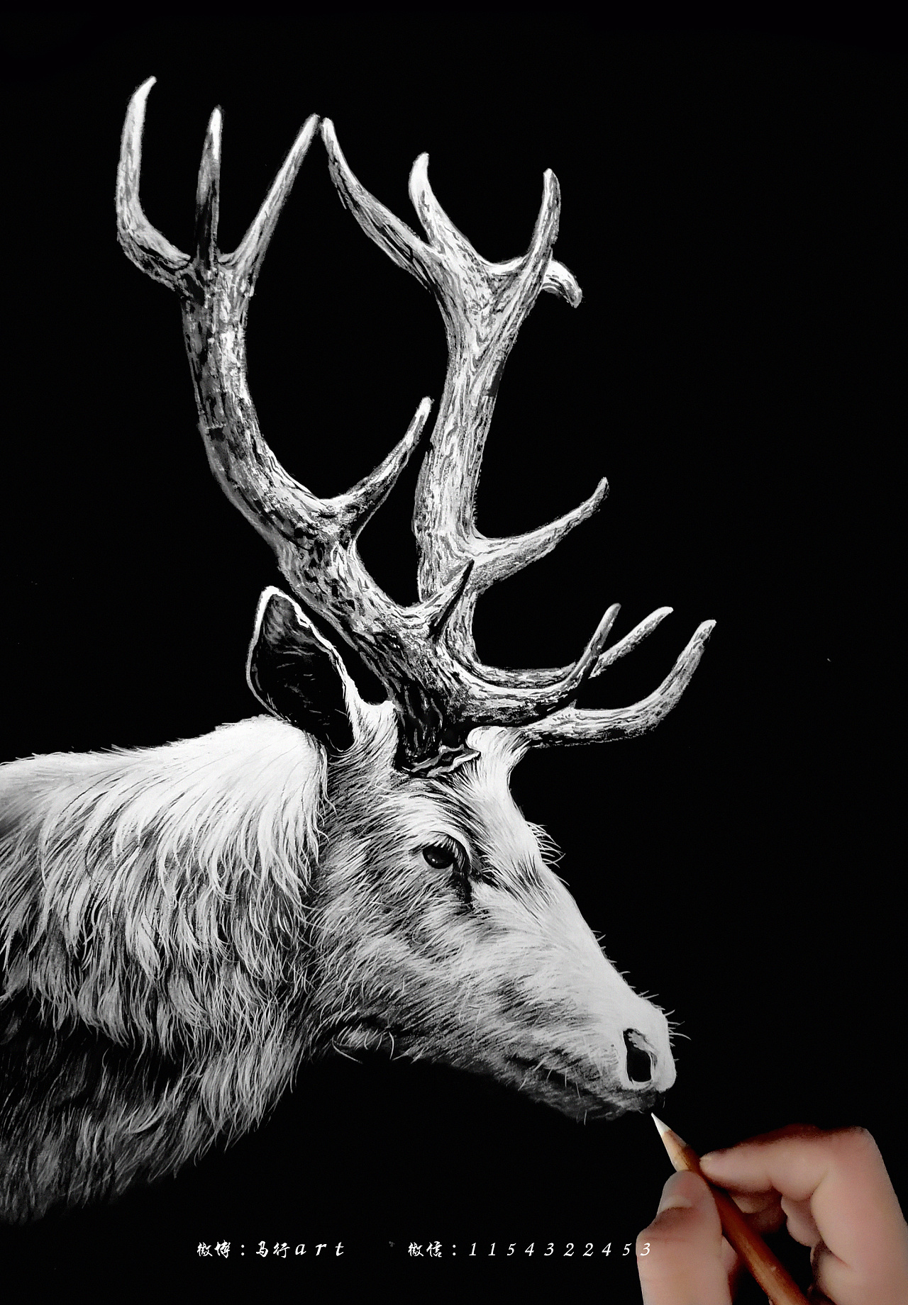 黑白动物绘画系列