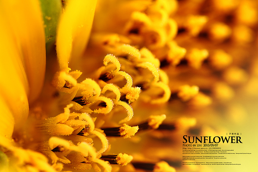 《向日葵的纹样》