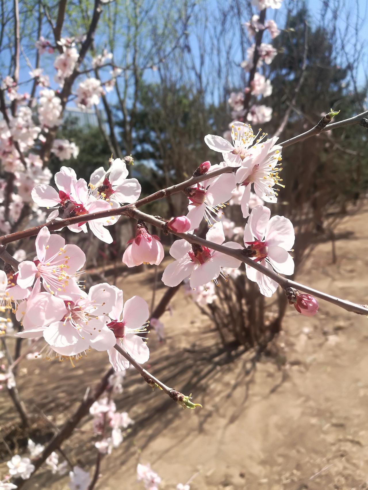 春暖花开2（图ZMTUxMDAyODk2） - 风光摄影 - 站酷设计师CearyQi原创素材 - 站酷ZCOOL