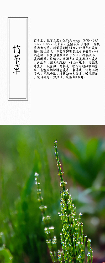 草本植物画册2