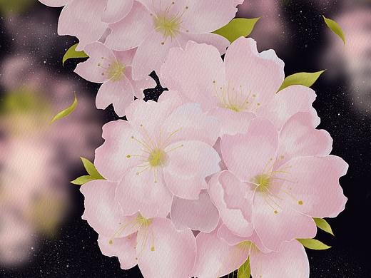 【水彩 | 板绘】樱花