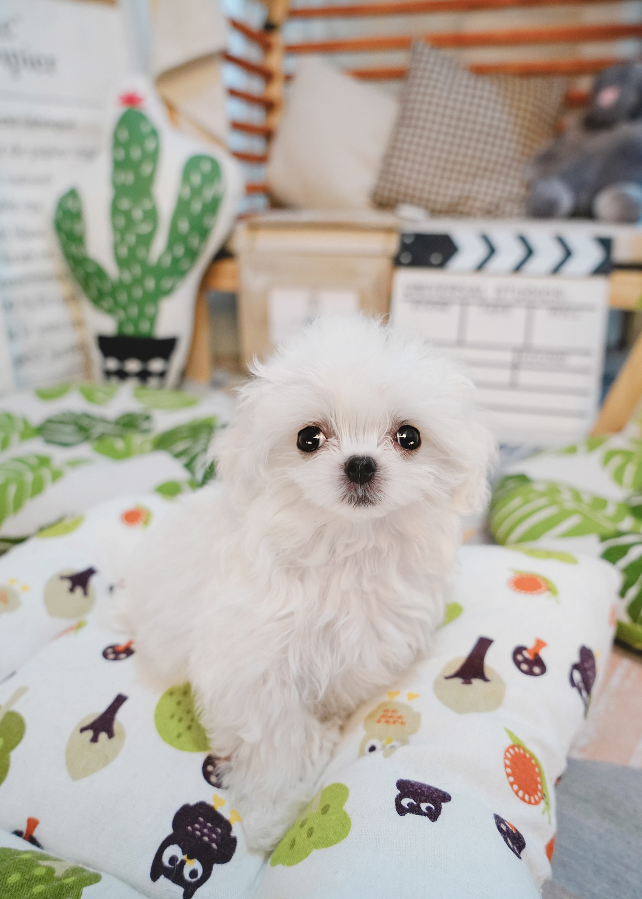 马尔济斯犬合集——宠爱拾光宠物摄影