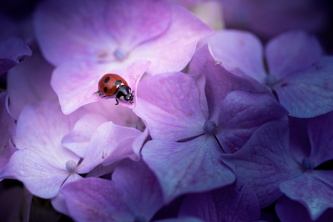 紫色浪漫（图ZMTYwNjU3MDY4） - 风光摄影 - 站酷设计师沉默畅想曲原创素材 - 站酷ZCOOL