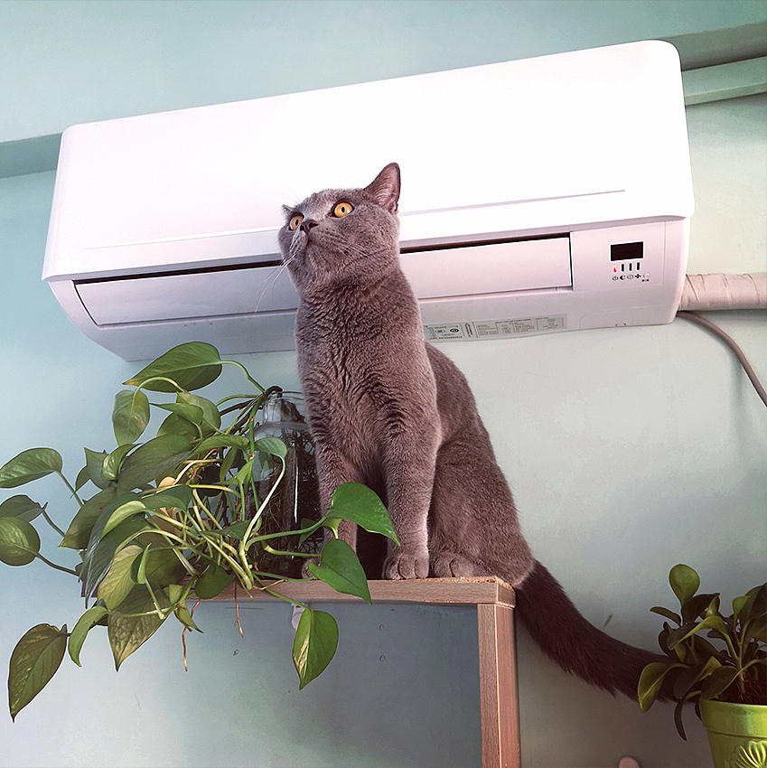 一只蓝猫（图ZMjE0NTY3Mzg0） - 宠物摄影 - 站酷设计师银河落九天原创素材 - 站酷ZCOOL