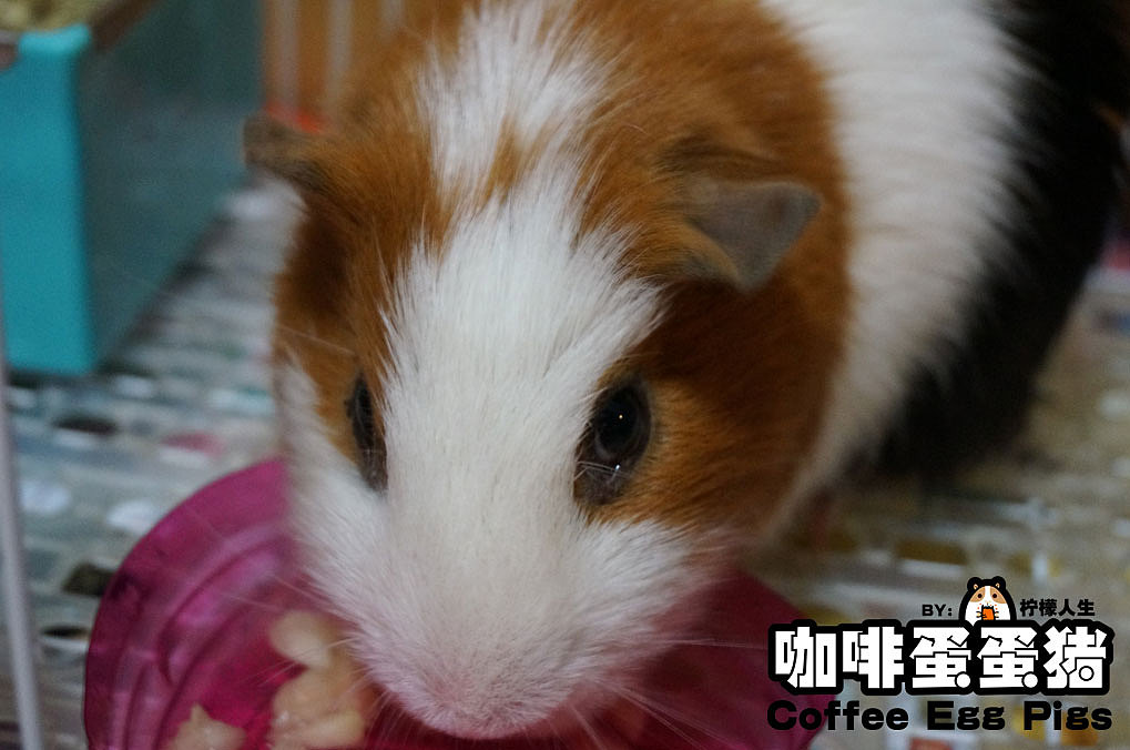 咖啡蛋蛋猪——摩卡原型徽章（图ZMzA5NTU0MjQ=） - 产品摄影 - 站酷设计师柠檬人生原创素材 - 站酷ZCOOL