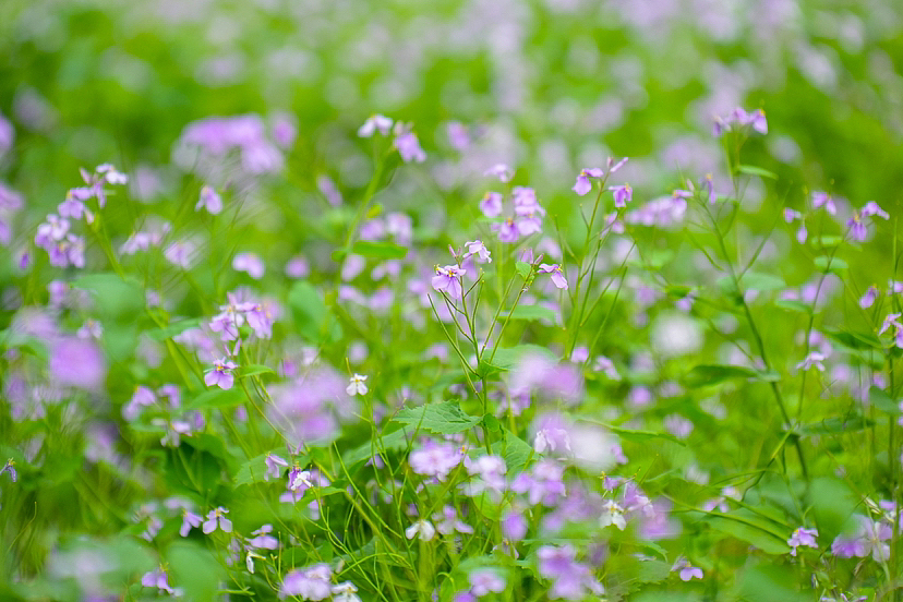 腾龙摄影 南京明孝陵