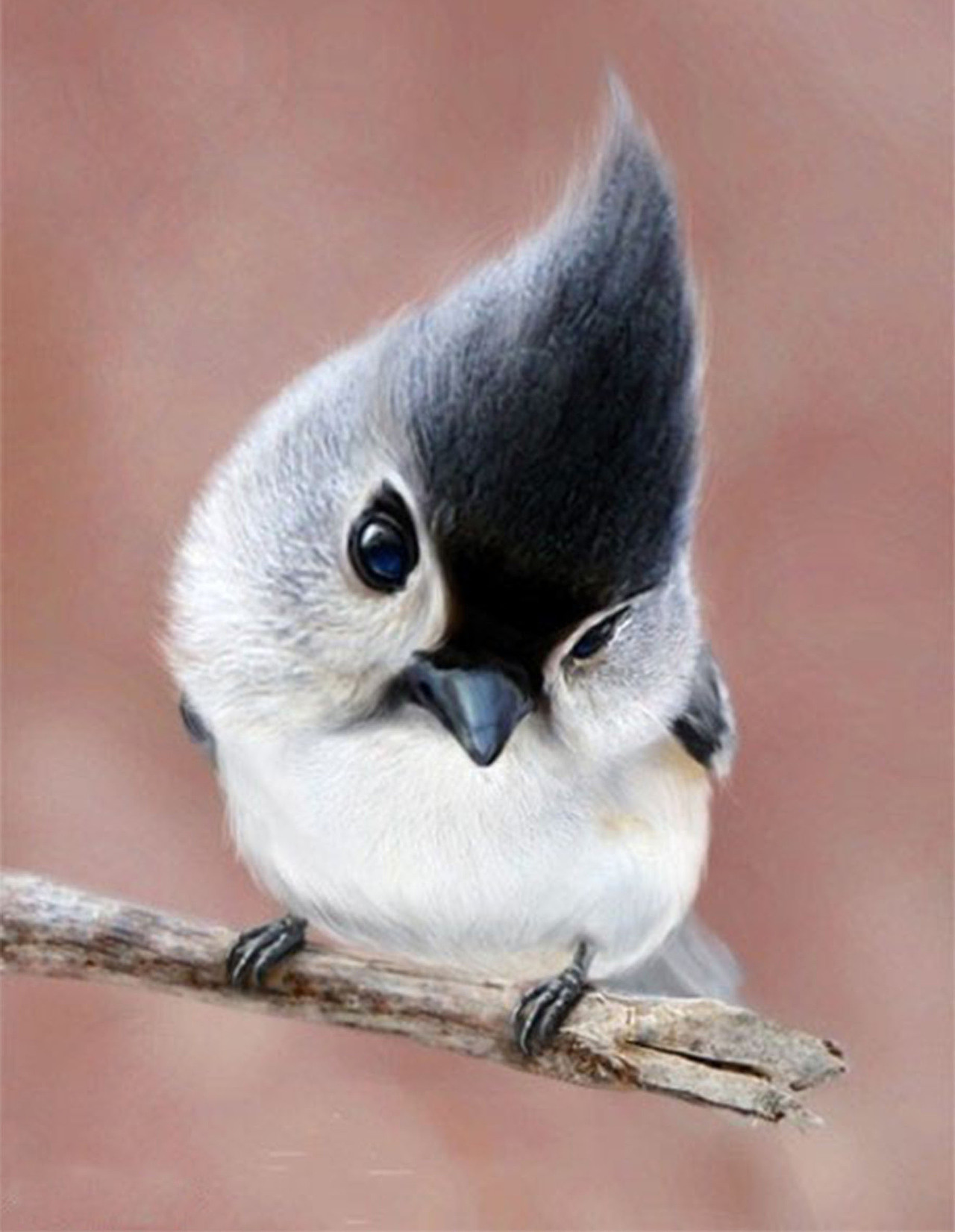 鸟（图ZMTEyODY3OTYw） - 创作习作 - 站酷设计师飞飞爱美丽原创素材 - 站酷ZCOOL