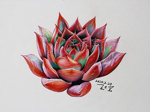 《多肉植物》