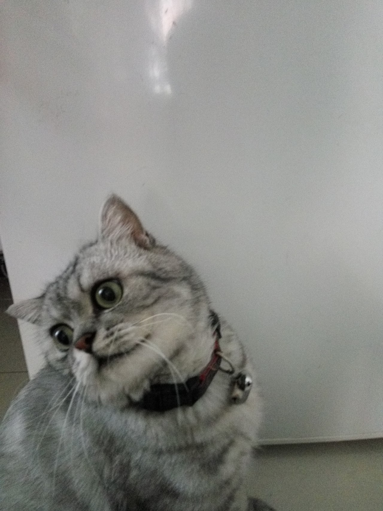 拍猫集01（图ZMTM0MDY0NTcy） - 宠物摄影 - 站酷设计师嘟嘟2019原创素材 - 站酷ZCOOL