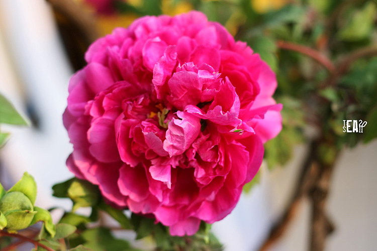 那些年拍过的花儿