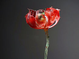 玻璃工藝《荷·韻》，夜鶯琉璃