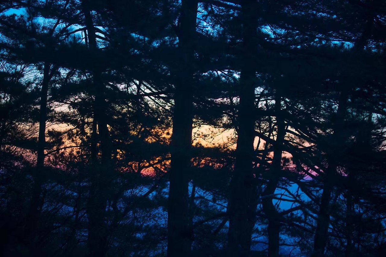 日出与树枝（图ZMzA1NTc5NDM2） - 风光摄影 - 站酷设计师马丁的老相机原创素材 - 站酷ZCOOL